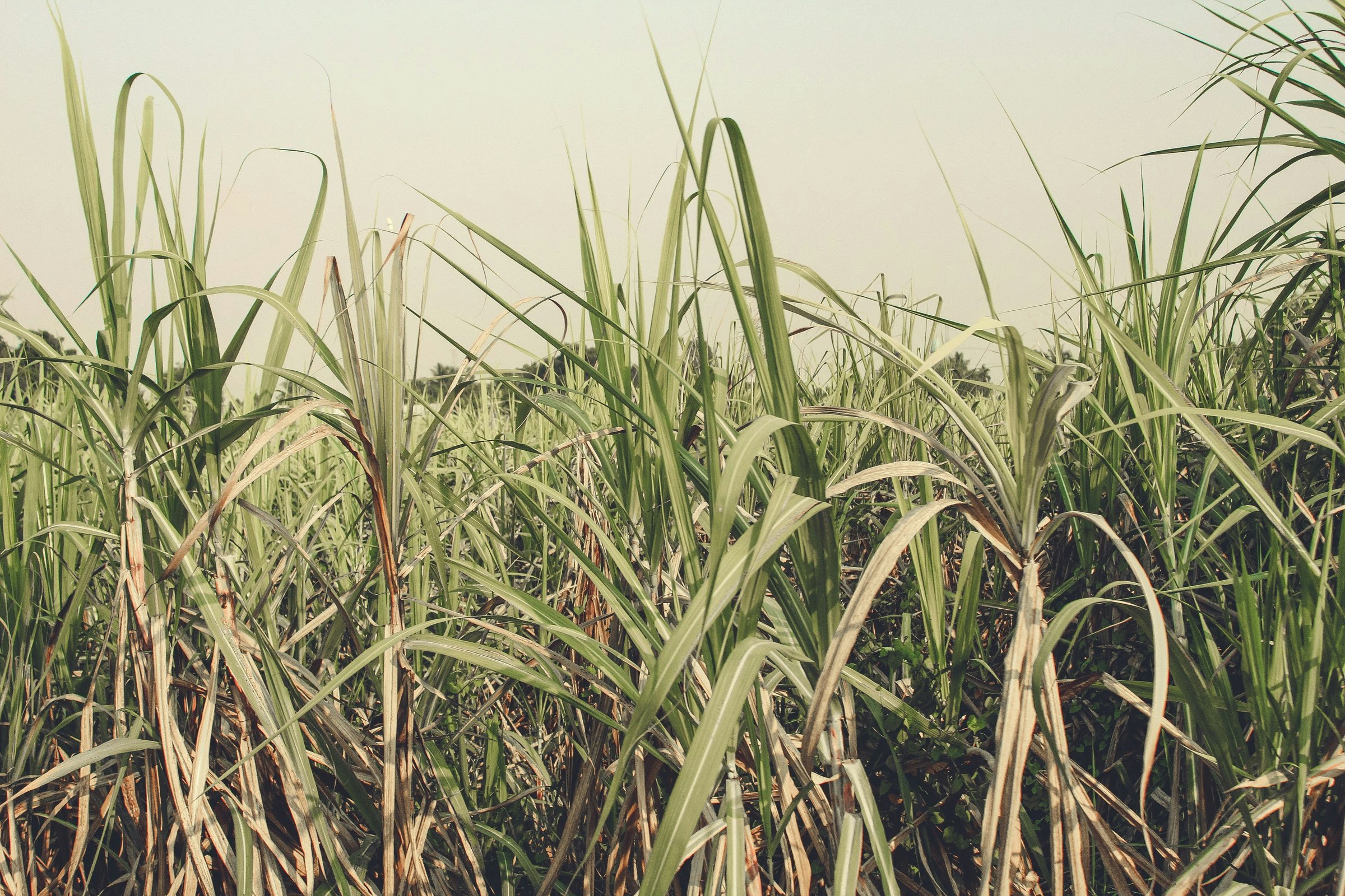 Standing sugarcane crop in soft daylight