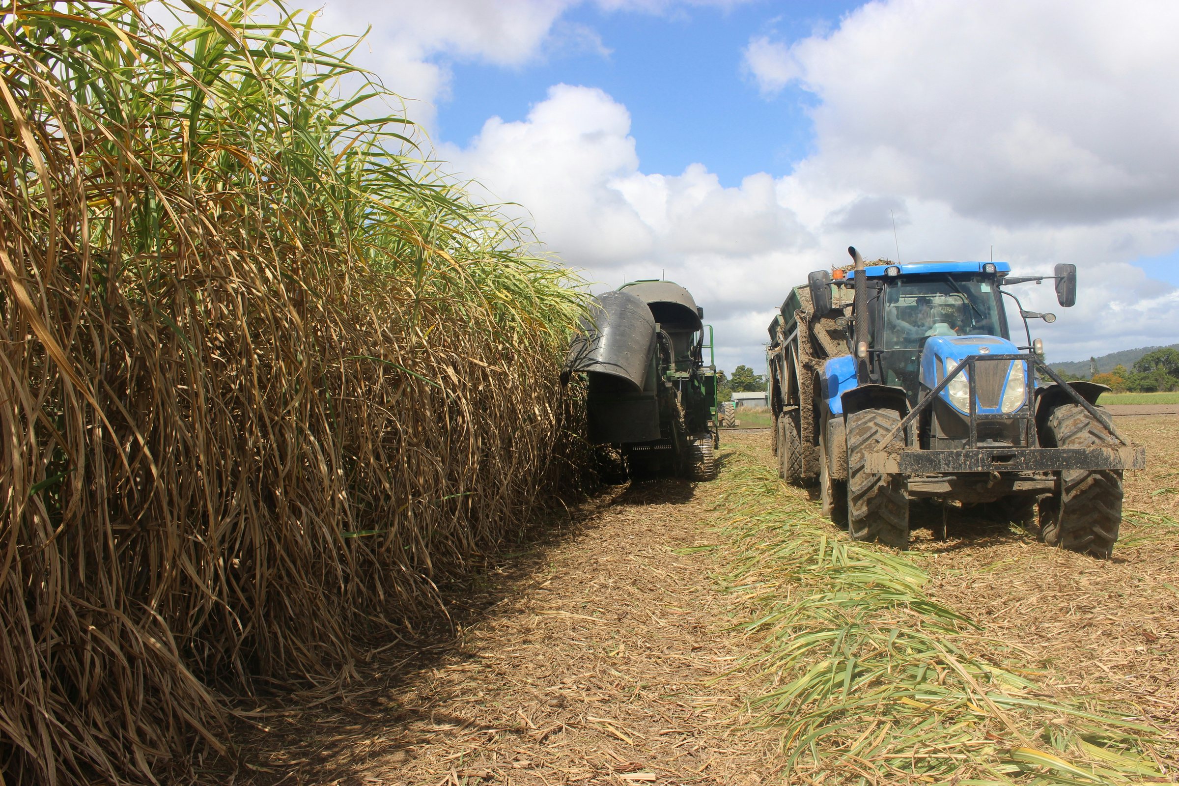 Sugarcane harvest in progress, with a harvester and haulage tractor beside the standing crop